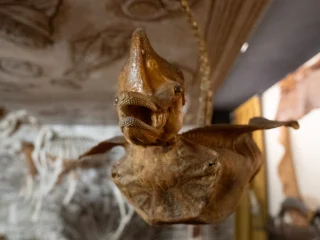 Pelle essiccata di pesce chitarra tagliata, gonfiata e ripiegata per apparire mostruosa. L'aspetto finale ricorda quello di un mostruoso uccello dalla lunga coda appuntita. L'usanza di falsificare i reperti naturali, spacciati per animali mitologici, fu molto in voga a partire dal 1500. Sullo sfondo si intravvede parte del soffitto al quale è appeso l'esemplare.