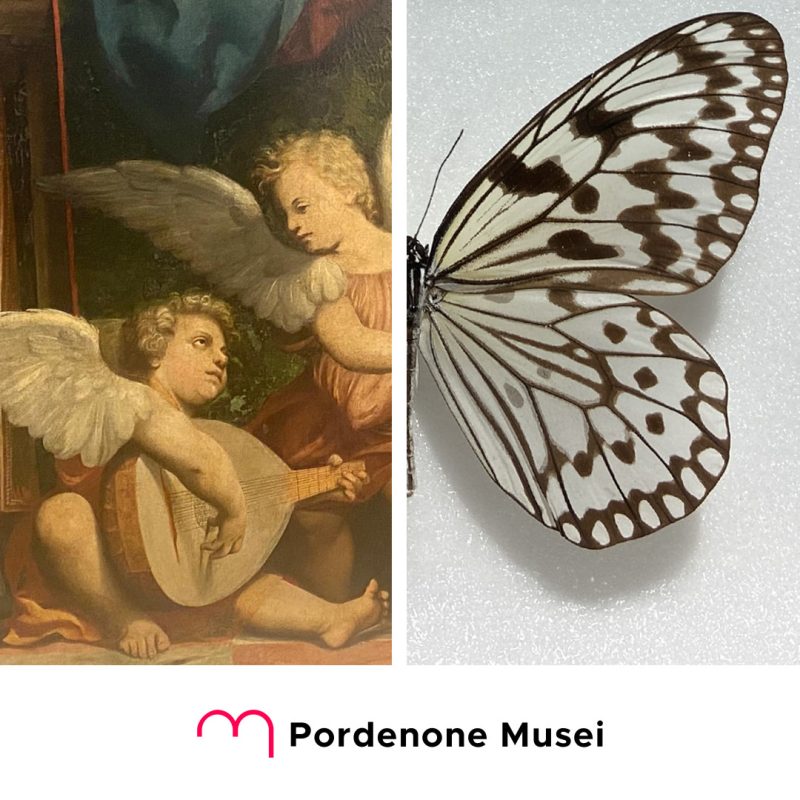 Angeli del Rinascimento e ali di splendide farfalle.Due musei – Diocesano e di Storia Naturale –